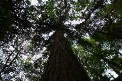 Sequoia sempervirens