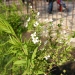 Spiraea thunbergii
