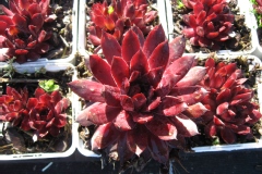 Joubarbe des toits 'atroviolaceum'