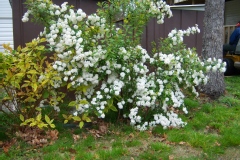 Spirée de vanhoutte, Spirée hybride de vanhoutte