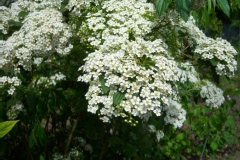 Spiraea albiflora