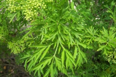Sambucus nigra 'Laciniata'