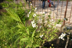 Spiraea thunbergii