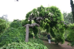 Sophora du japon 'pendula', Sophora pleureur