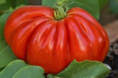 Tomate, Tomate 'coeur de boeuf'