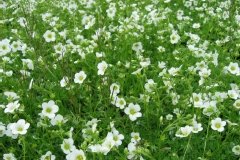 Saxifrage mousse blanc