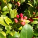 Skimia japonica
