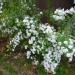 Spiraea X vanhouttei