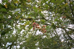 Sorbus aria