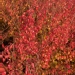 Spiraea prunifolia