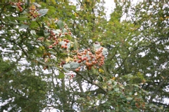 Sorbus aria
