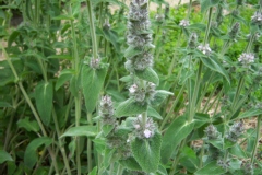 Stachys germanica