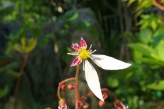 Saxifrage sarmenteuse, Saxifrage de chine, Saxifrage araignée, Barbe de vieillard