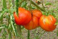 Tomate 'supersteack', Tomate
