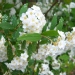 Spiraea X vanhouttei