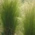 Stipa tenuifolia