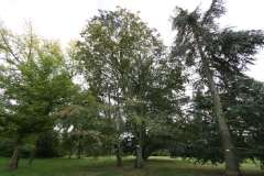 Sorbus aria