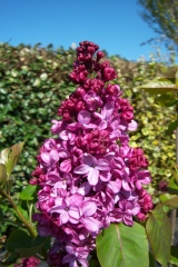 Syringa vulgaris 'Prince Wolkonsky'