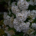 Spiraea X vanhouttei