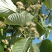 Alouchier, Alisier blanc