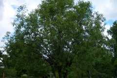 Salix acuminita