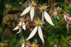 Saxifrage sarmenteuse, Saxifrage de chine, Saxifrage araignée, Barbe de vieillard