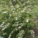 Spiraea X vanhouttei