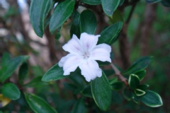 Serissa japonica