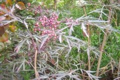 Sureau 'black lace'