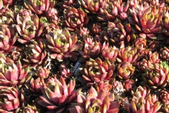 Joubarbe 'norbert'