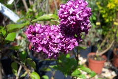 Syringa vulgaris 'Charles Joly'