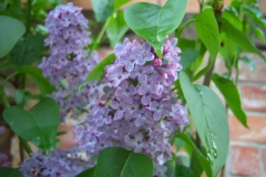 Syringa vulgaris 'Congo'