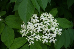 Sambucus racemosa