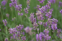 Salvia officinalis