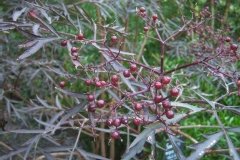 Sureau 'black lace'