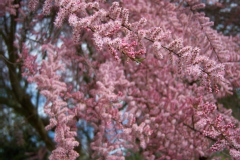 Tamarix tetandra