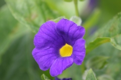 Thunbergia