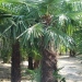 Palmier de chusan, Palmier à chanvre, Palmier de chine