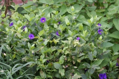 Thunbergia
