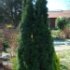 Taxus baccata 'Fastigiata'