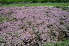 Thym vulgaire, Thym