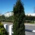 Taxus baccata 'Fastigiata'