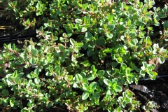 Thym serpolet