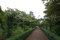 Thunbergia à grandes fleurs