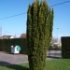 Taxus baccata 'Fastigiata'