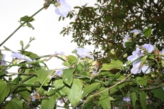 Thunbergia à grandes fleurs