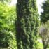 Taxus baccata 'Fastigiata'