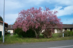 Tamarix tetandra