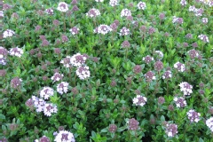 Thym hirsute