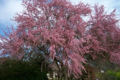 Tamarix tetandra